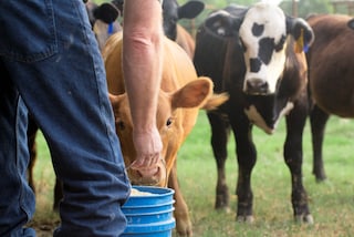 Hombre alimentando vacas