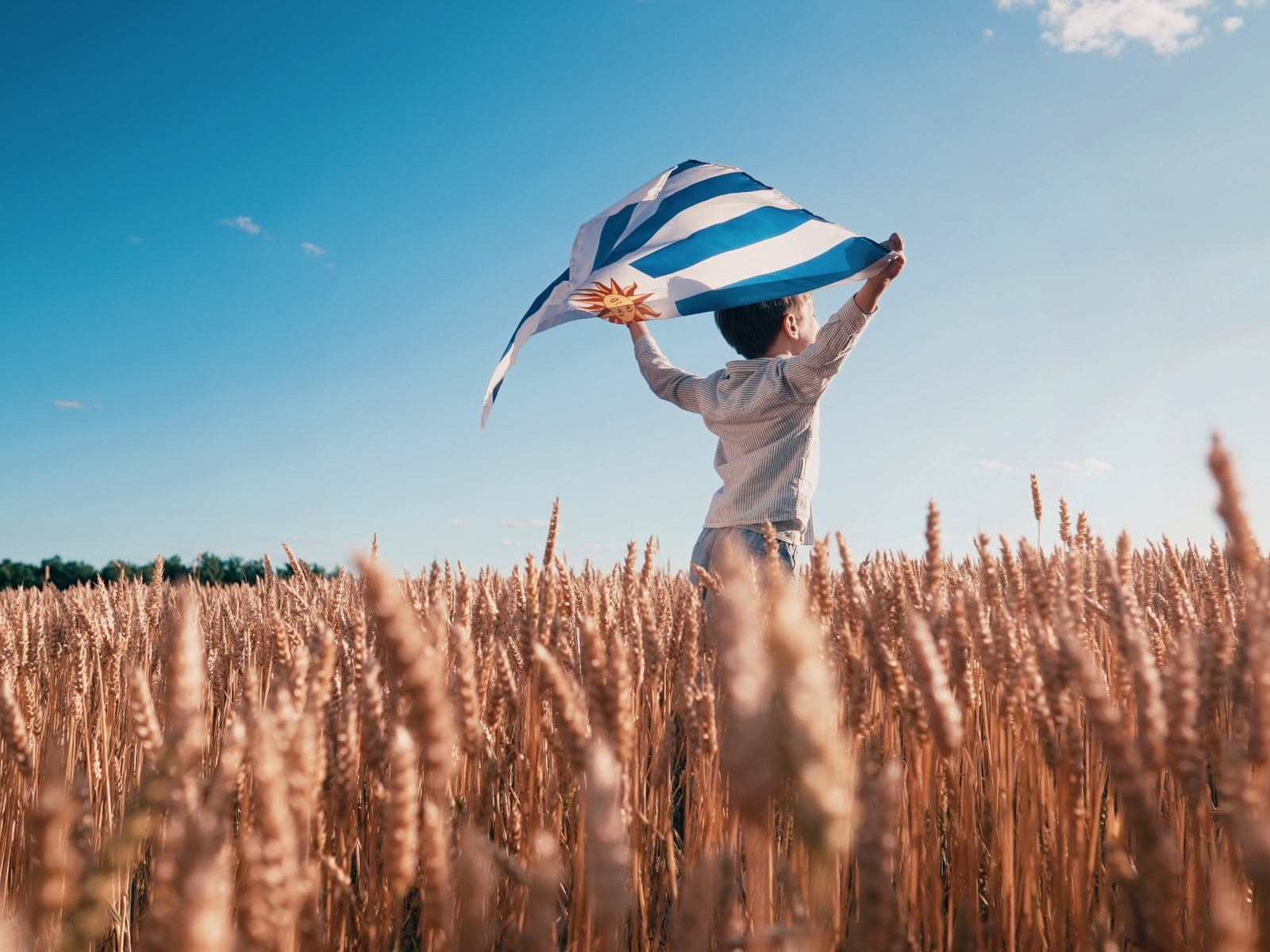 niño en un campo de trigo con la bandera de uruguay